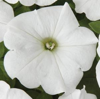 петуния ампельная гибридная            Petunia х hibrida
